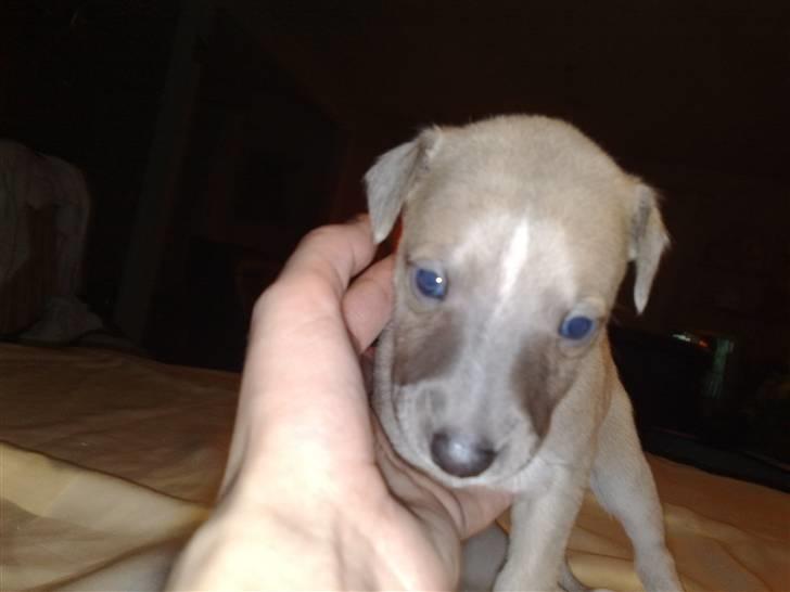 Whippet  	Aisha Nanu of Egypt - Hej !  billede 4