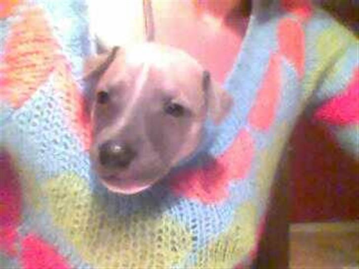 Whippet  	Aisha Nanu of Egypt - Hun er selv gået derind helt tæt på mit hjerte. billede 5