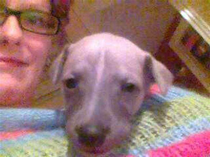 Whippet  	Aisha Nanu of Egypt - Synes bare det er et så sødt et billede...:)  billede 6