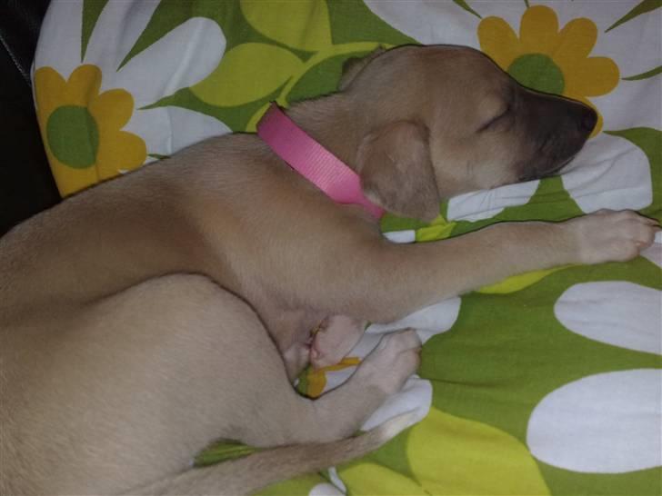 Whippet  	Aisha Nanu of Egypt - Det er hårdt at lege med alle de drenge.. billede 7