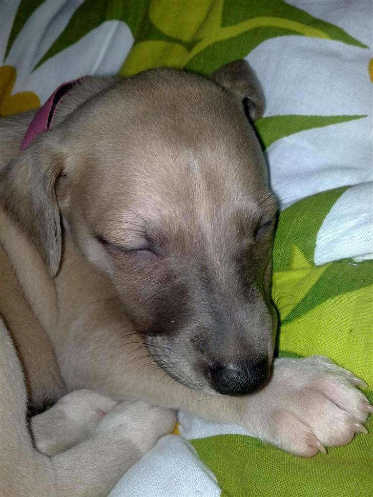 Whippet  	Aisha Nanu of Egypt - Elsker det ansigt.. billede 8