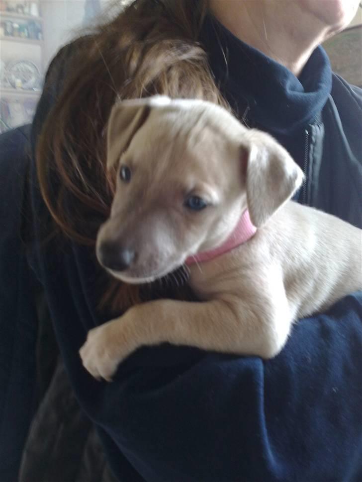 Whippet  	Aisha Nanu of Egypt - Man sidde hos "bedstemor" og får god bider..  billede 9