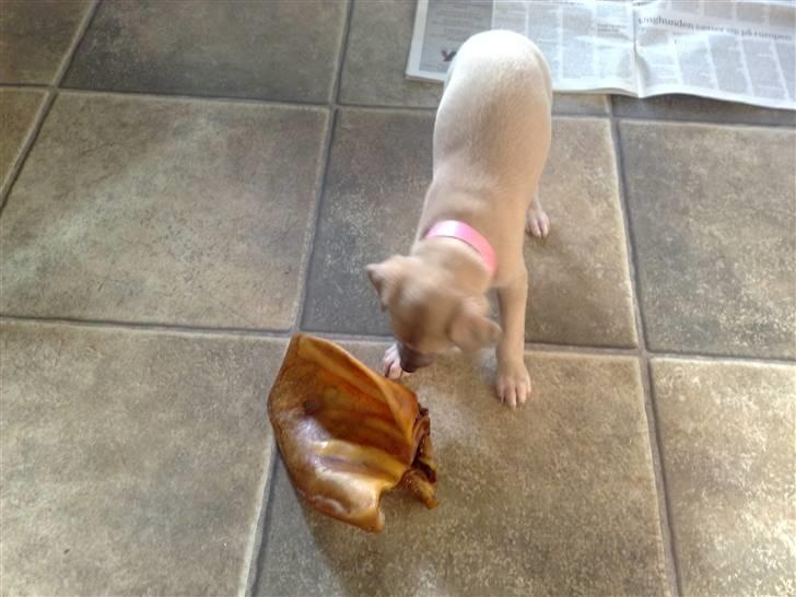 Whippet  	Aisha Nanu of Egypt - Og hvad skal jeg så gør med det "bedstemor"?  billede 10