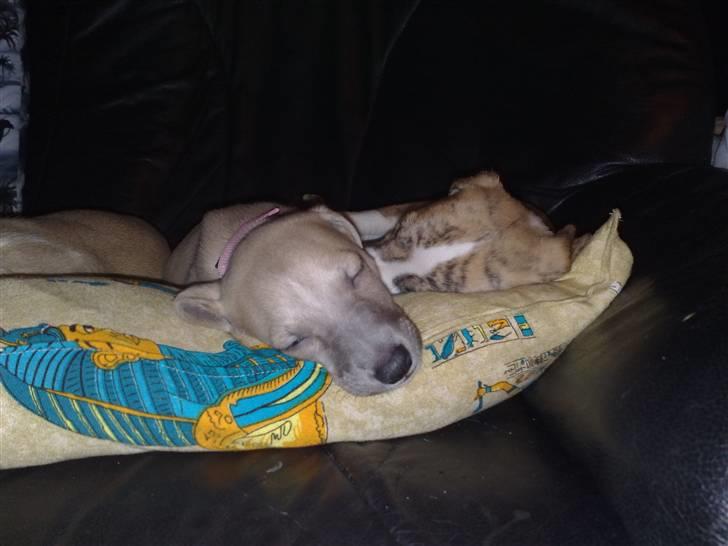 Whippet  	Aisha Nanu of Egypt - Så skal der slappes af.. billede 11