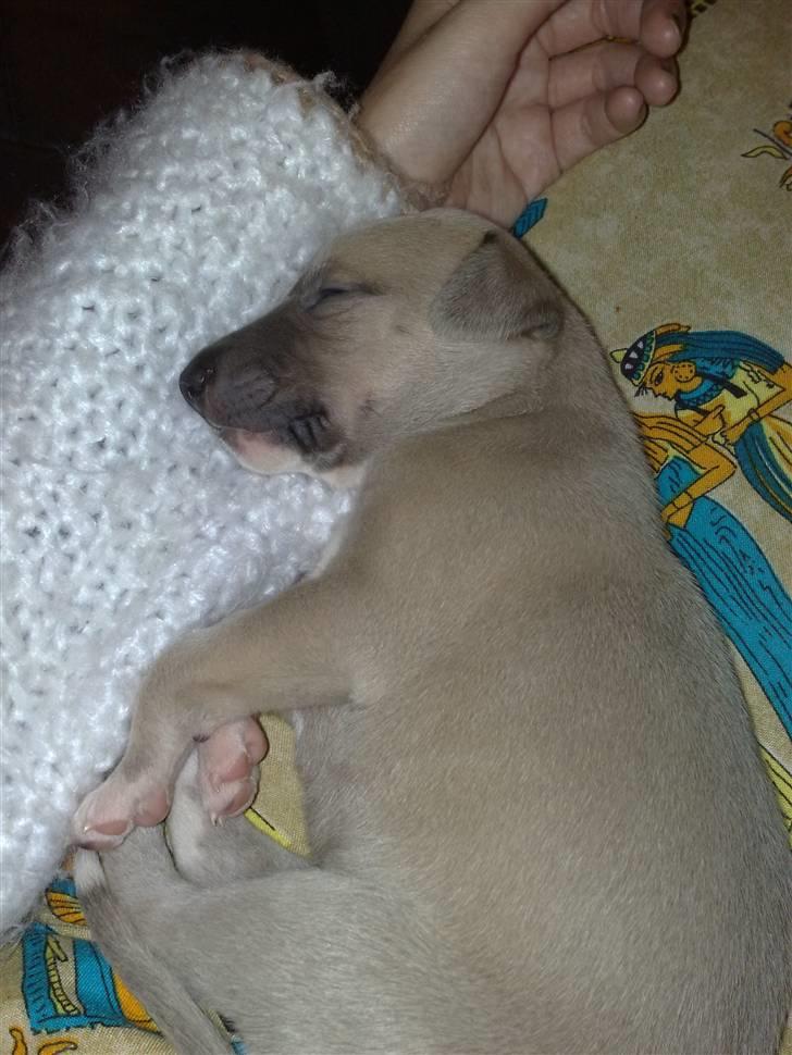 Whippet  	Aisha Nanu of Egypt - Man skal sove oppe ved "mor" billede 12