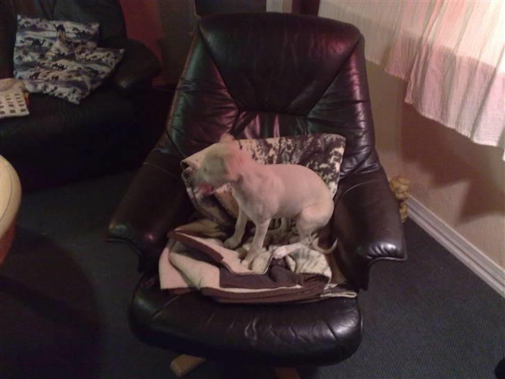 Whippet  	Aisha Nanu of Egypt - Taget "fars" stol hæhæ  billede 13