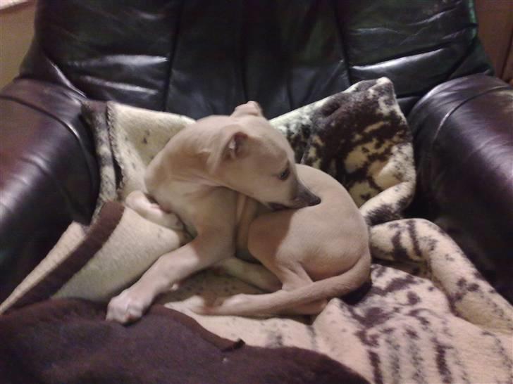 Whippet  	Aisha Nanu of Egypt - Holder øjne med "far"  billede 14