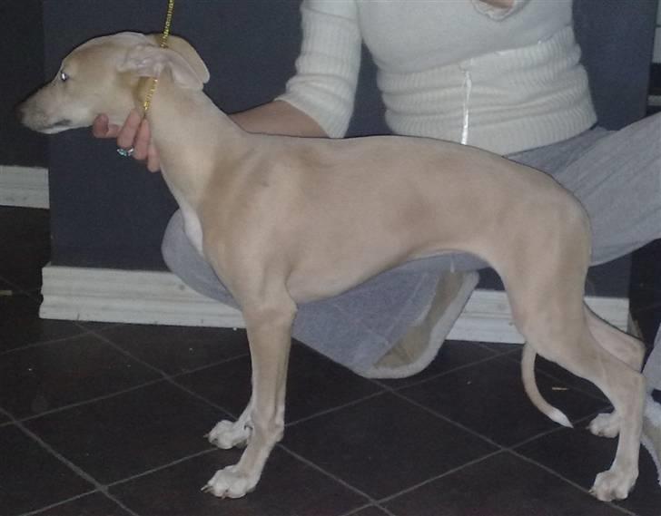 Whippet  	Aisha Nanu of Egypt - Se nu er jeg snart 5 mrd gammel og kan stå så fint..:O)  billede 15