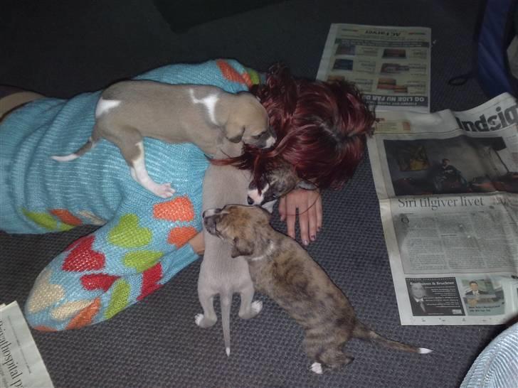 Whippet  	Aisha Nanu of Egypt - Her er hun med de andre hvalper.. hopper og bider i "mor"  billede 16