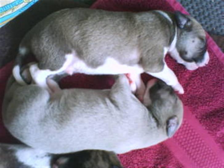 Whippet  	Aisha Nanu of Egypt - Ca en uge gammel .. Så kær ik?  billede 17