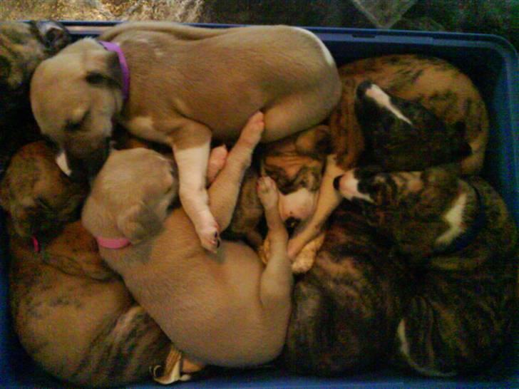 Whippet  	Aisha Nanu of Egypt - Alle samlede helt sammen i samme seng.. billede 18