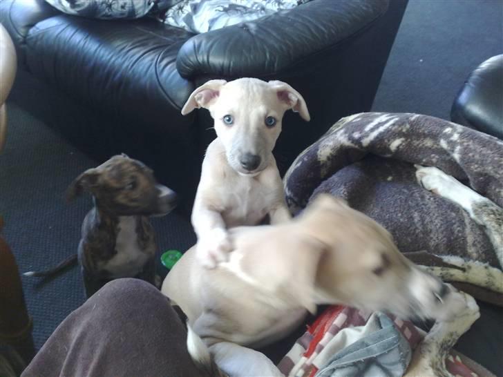 Whippet  	Aisha Nanu of Egypt - Hej "mor"  billede 19