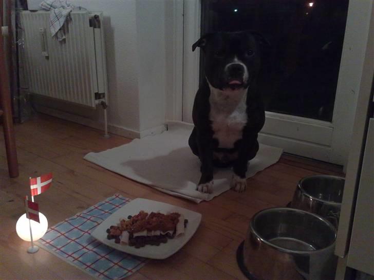 Staffordshire bull terrier Andy - Morgenmed med flag og lys....UMMENUM!!! billede 18