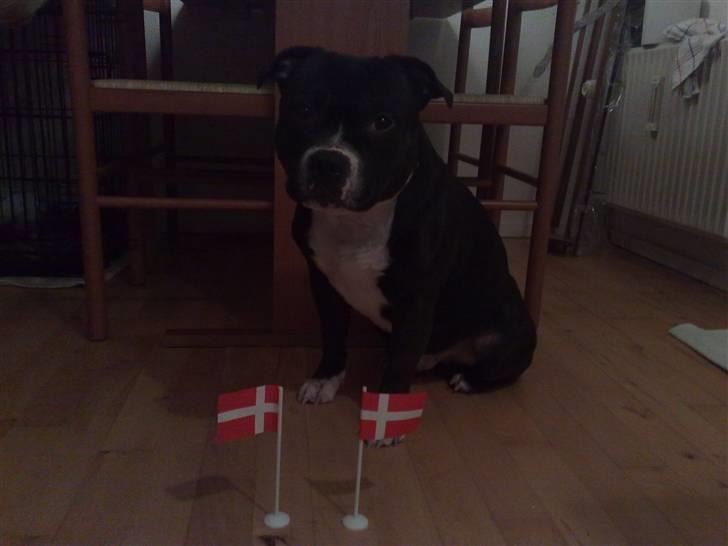 Staffordshire bull terrier Andy - Tillykke Mors Skat, med flag..;o) Andy er 2 år 170209 billede 19