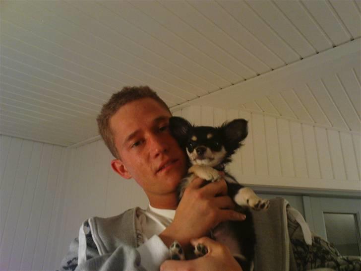 Chihuahua Artu billede 16