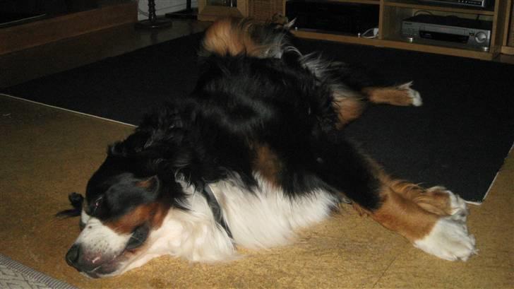 Berner sennenhund Albert billede 19