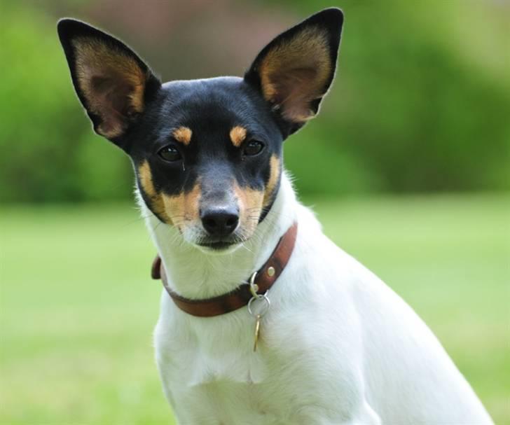 Dansk svensk gaardhund Gry billede 13
