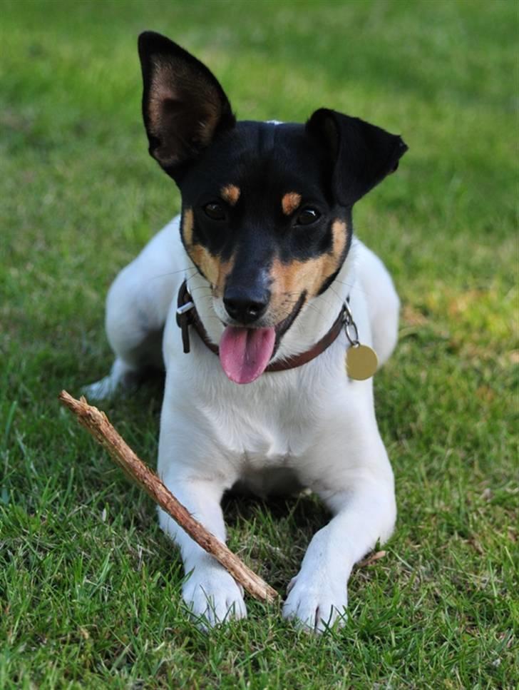 Dansk svensk gaardhund Gry billede 14