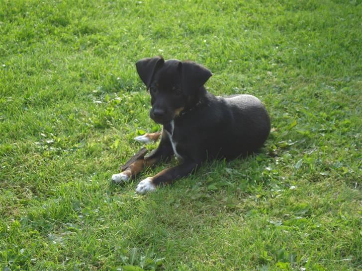 Blanding af racer dansksvensk,gravhund Iber billede 3