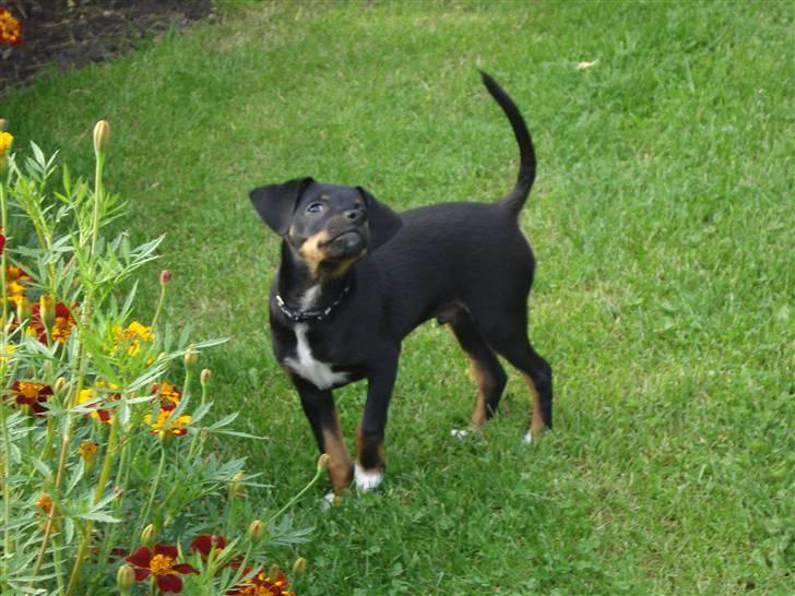 Blanding af racer dansksvensk,gravhund Iber - puha de dufter................... ikke godt  billede 5