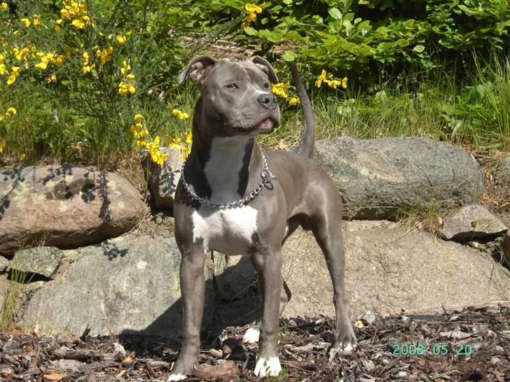 Amerikansk staffordshire terrier Armani DK´sFlotteste(Blå) billede 18