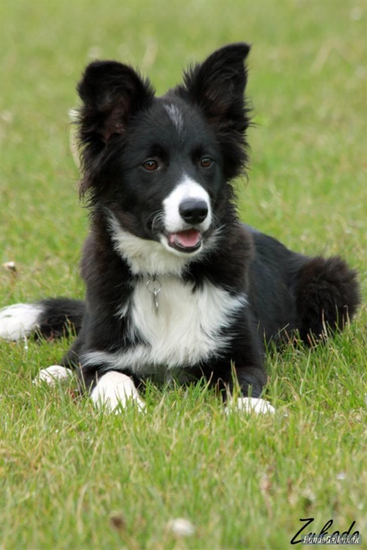 Border collie be my magtic (makker) - ser han ikke bare kvik ud mors kommene agility stjerne billede 1