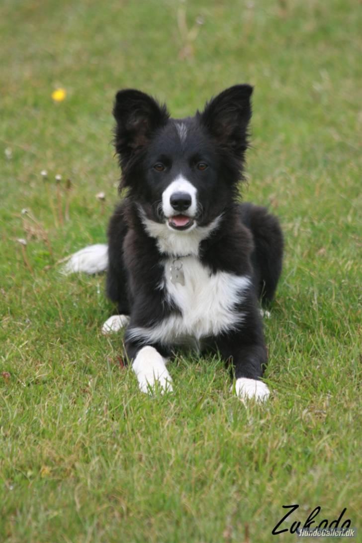 Border collie be my magtic (makker) billede 2