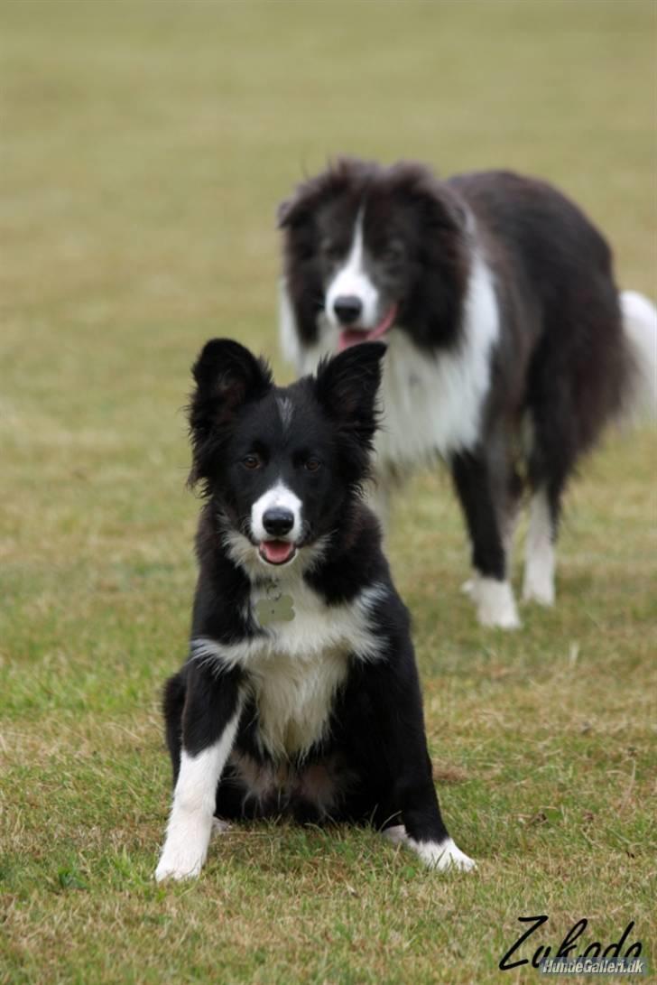 Border collie be my magtic (makker) billede 3