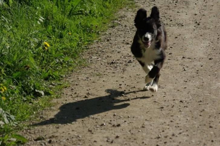 Border collie be my magtic (makker) billede 4