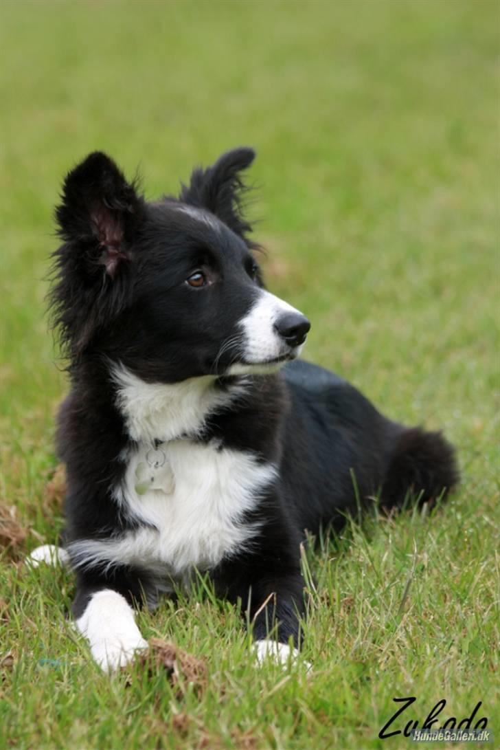 Border collie be my magtic (makker) billede 5
