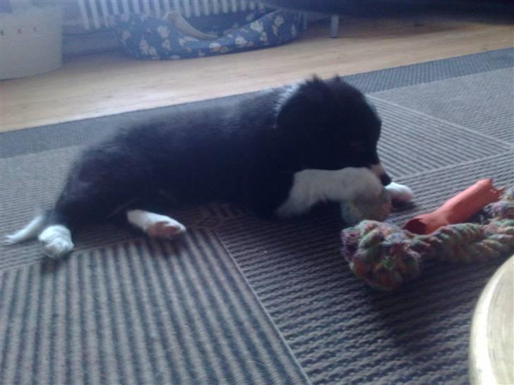 Border collie be my magtic (makker) billede 6