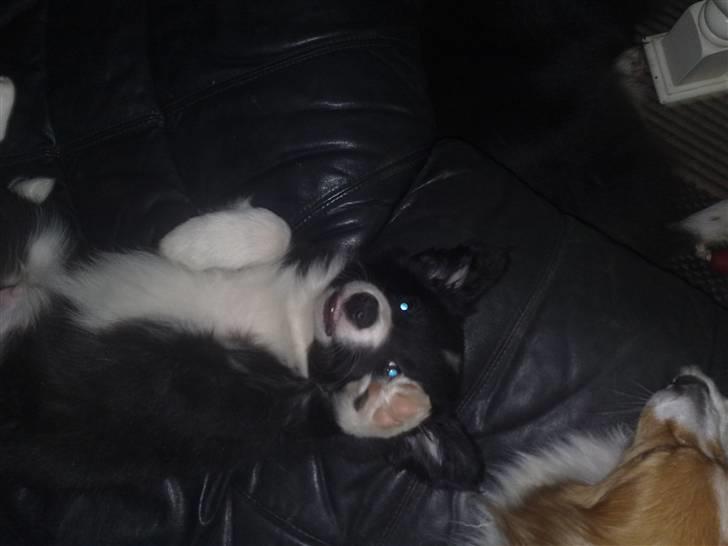 Border collie be my magtic (makker) billede 7