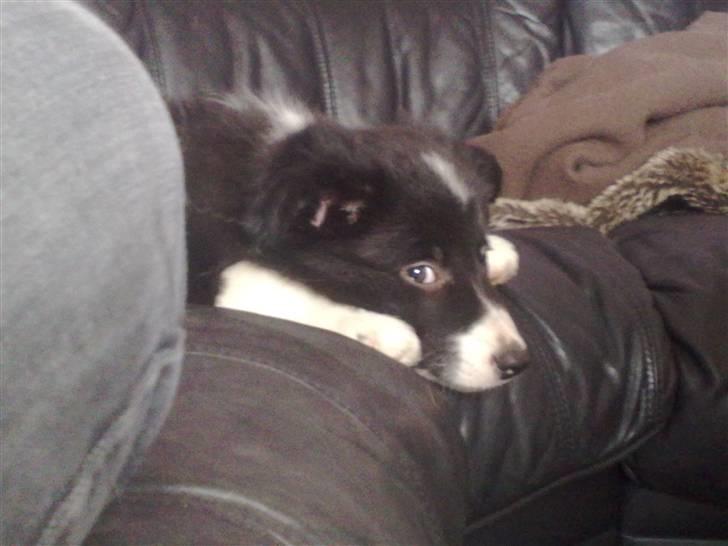 Border collie be my magtic (makker) billede 8
