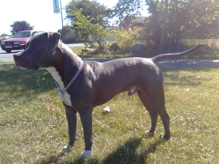 Amerikansk staffordshire terrier Armani DK´sFlotteste(Blå) billede 20