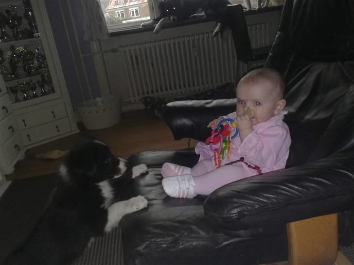 Border collie be my magtic (makker) - Mit barnebarn og makker billede 10