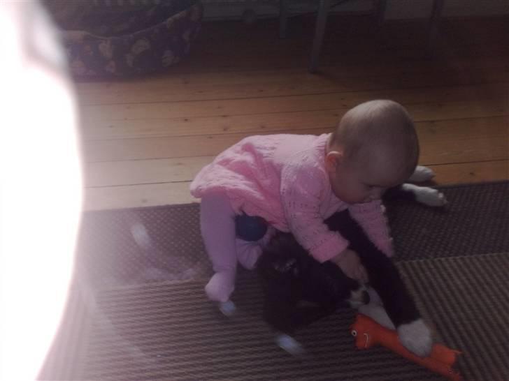 Border collie be my magtic (makker) - Mit barnebarn og makker billede 11