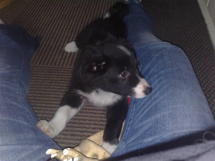 Border collie be my magtic (makker) billede 13