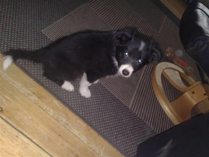 Border collie be my magtic (makker) billede 14