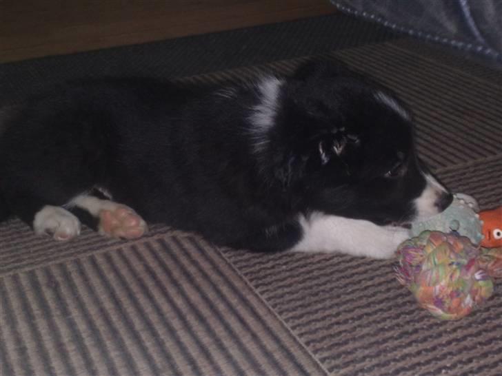 Border collie be my magtic (makker) billede 15