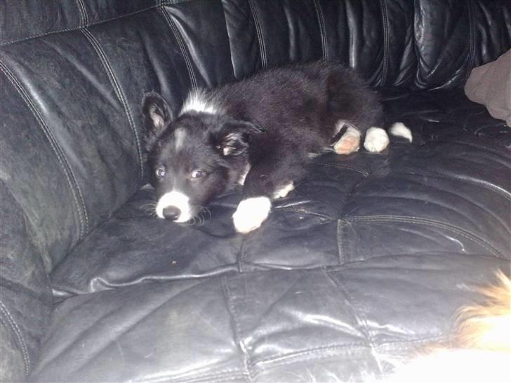 Border collie be my magtic (makker) billede 16