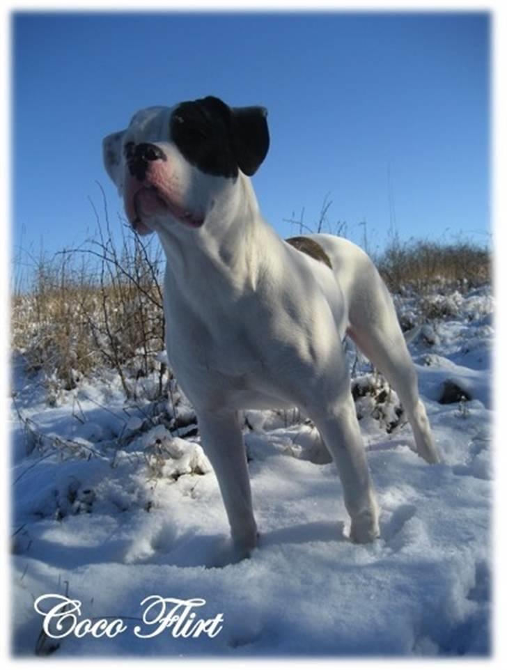 Amerikansk bulldog Coco Flirt - 17. Februar ´09 billede 9