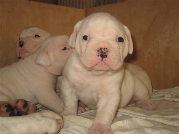 Amerikansk bulldog Kong Carnes Åse billede 5