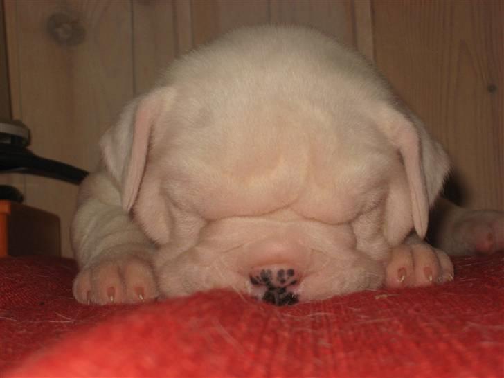 Amerikansk bulldog Kong Carnes Åse billede 6