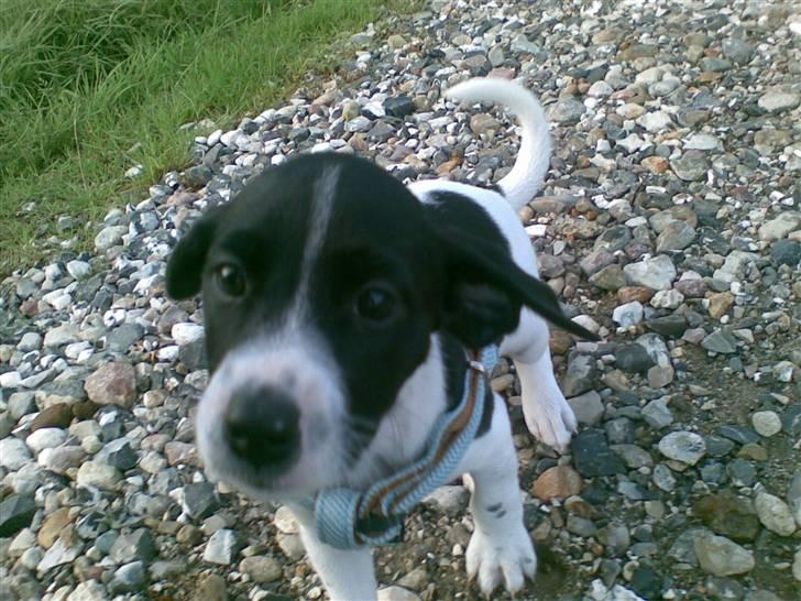 Blanding af racer Spencer - Lille Spencer. billede 1