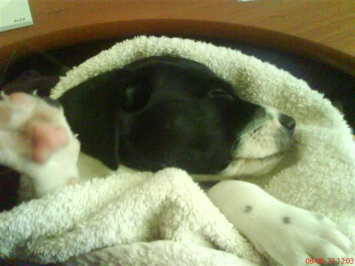 Blanding af racer Spencer - Når man er lille, bliver man hurtigt træt. billede 2