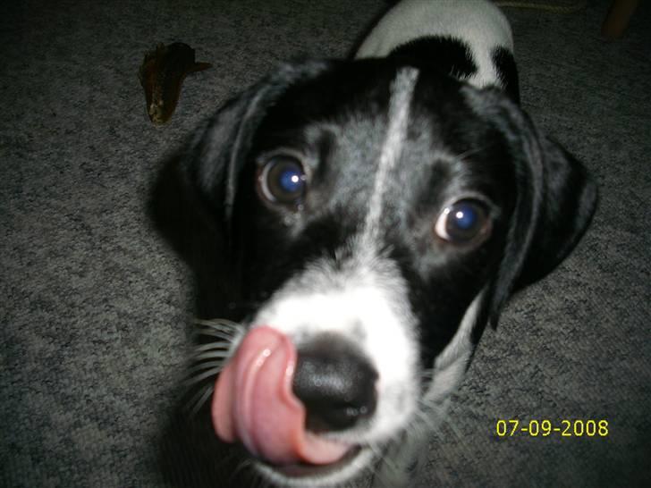 Blanding af racer Spencer - Mmm... billede 3