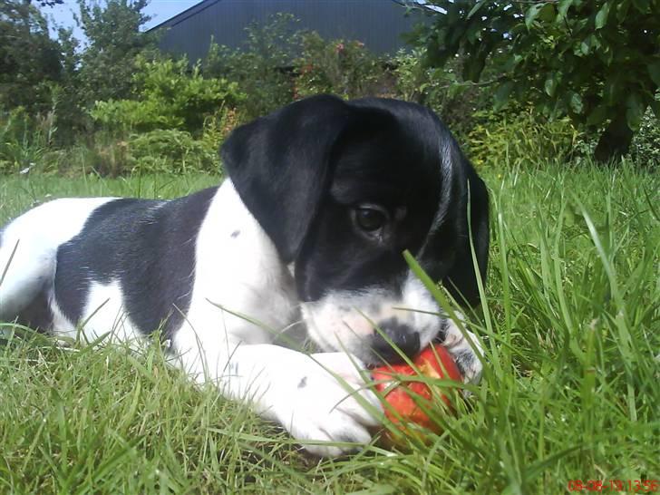 Blanding af racer Spencer - Æbler er spændende. billede 4