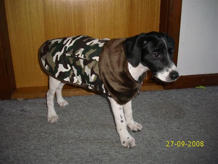 Blanding af racer Spencer - Spencer med sit gamle dækken. Nu er det blevet for lille. billede 5