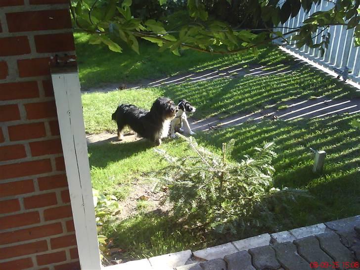 Blanding af racer Spencer - Spencer og Bobby. billede 6