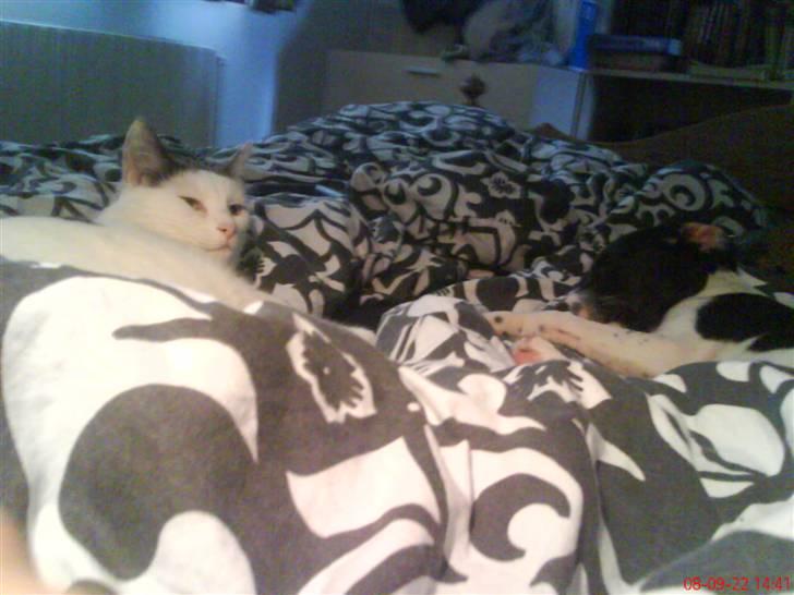 Blanding af racer Spencer - Putte-mis og Spencer. billede 7